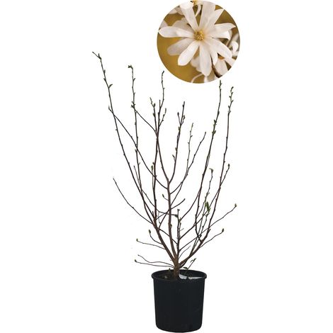 Magnolia Stellata - Magnolia da Fiore - Pianta Vera da Esterno da Terrazzo - Albero da Giardino - H 100/125 cm Vaso Ø 30 cm