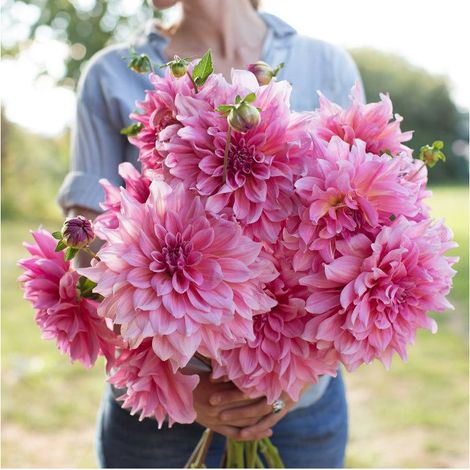 Graines de Dahlias Otto - 111 Graines pour Jardin Extérieur et Plantes Ornementales (1/5)