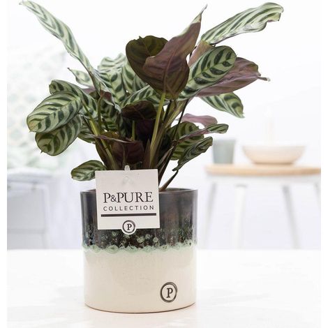 Ctenanthe Burle Marxii Plante Verte avec Pot en Céramique Ø12 cm Hauteur 25 cm - PANGIVO