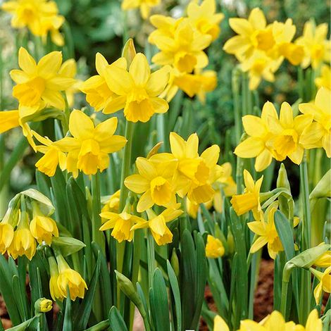 Bloomique - Mélange de 25 - Narcisse Tête à Tête - Petite Jonquille - Bulbes à Fleurs - Floraison Printemps - Plantes Vivaces - Pousse jusqu'à 15-20 cm (1/5)