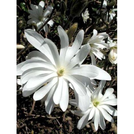 Magnolia étoilé Pot de 2L/3L (1/4)