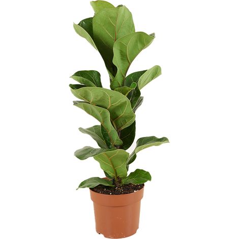 Bloomique - Ficus Lyrata Bambino - Plante à feuilles de violon - Plantes d'intérieur - Purifiant l'air - Facile d'entretien - Hauteur 30-40 cm - Pot 12 cm