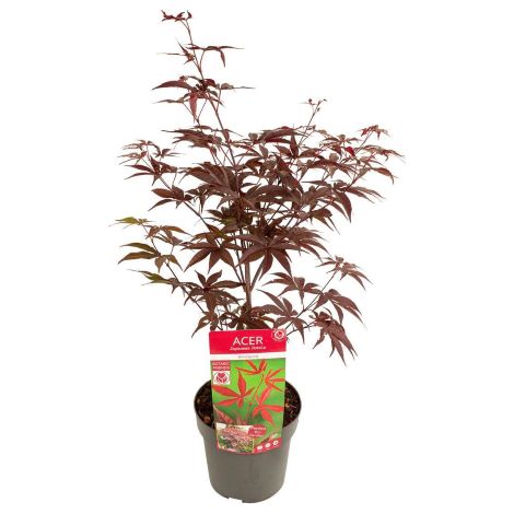 Acero Rosso Giapponese "Acer Palmatum Bloodgood" pianta in vaso ø19 cm (1/5)