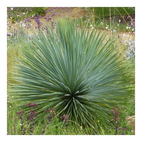 Yucca Rostrata in vaso da 24cm