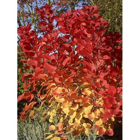 Arbre à perruque 'Flamissimo ' Pot de 3L/4L (1/2)
