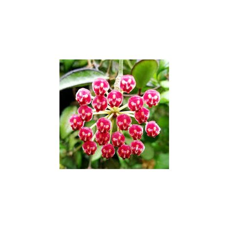 HOYA ROSITA (fiore di cera) (1/2)