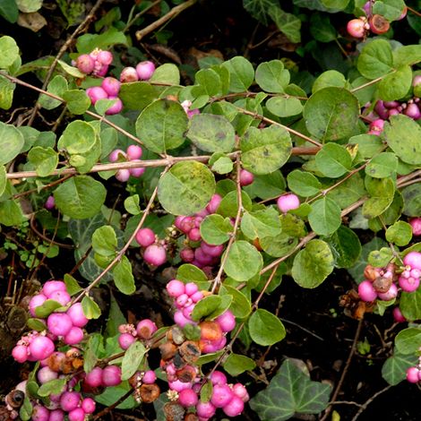 Symphorine - Symphoricarpos doorenbos 'Amethyst' - 50-60 cm pot