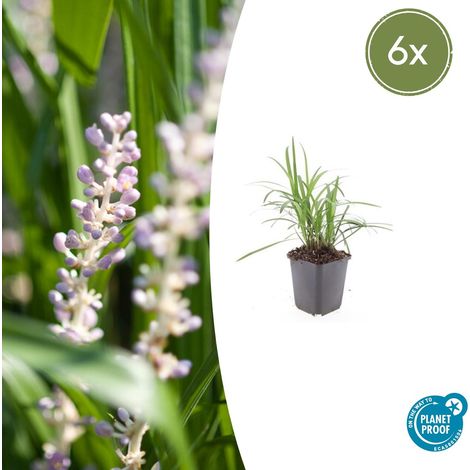 Lot de 6 Liriope muscari 'Monroe White' Plante Vivace Couvre-sol Persistante Fleurs Blanches 10-25 cm - PANGIVO (1/5)