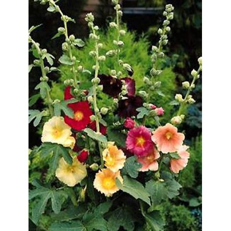 Rose trémière à feuilles de figuier Godet de 8/9 cm