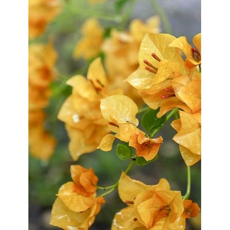 Bougainvillée 'Jaune' Pot de 2L/3L (1/2)