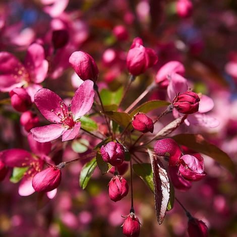 Pommier d'ornement Coccinella® 'Courtarou', Malus/Pot de 15L - Baliveau (1/5)