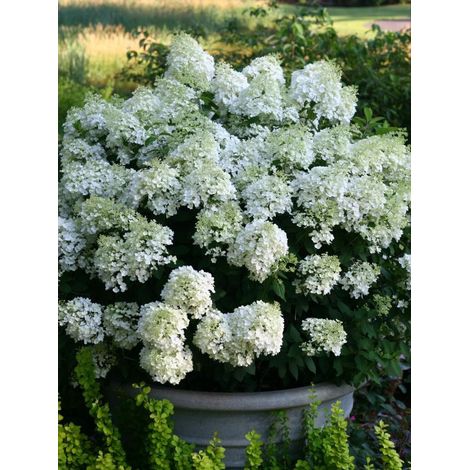Hortensia paniculé 'Bobo' Pot de 6L/7L (1/3)