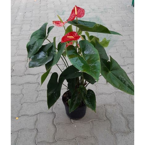 Anthurium (1/3)