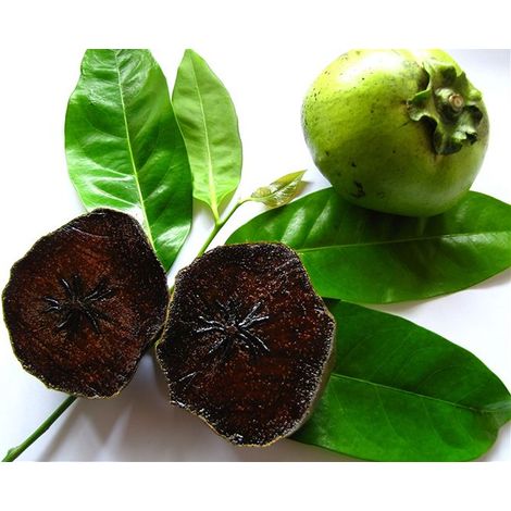 Vivaio Garden Forest – Zapote noir – Arbre à chocolat Diospyros digyna H 100 cm – Feuillage persistant, fruits sphériques au goût sucré (1/3)