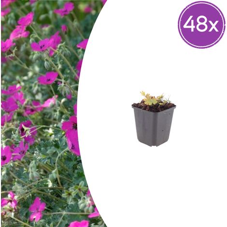 48 Géraniums Sanguins 'Max Frei' Plantes Vivaces Couvre-sol Fleurs Rouge Carmin Pot Ø9cm - PANGIVO (1/5)