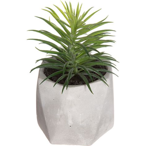 Plante Déco Pot Assorti Décoration Intérieure Variée - Générique (1/2)