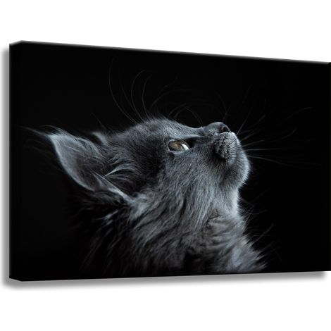 Leinwanddruck Tiere Perserkatze 60x40 cm