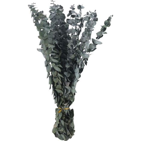 16 branches d'eucalyptus séchées et conservées, un bonsaï d'eucalyptus frais de 17 pouces (convient pour la douche), un bouquet d'eucalyptus véritable.