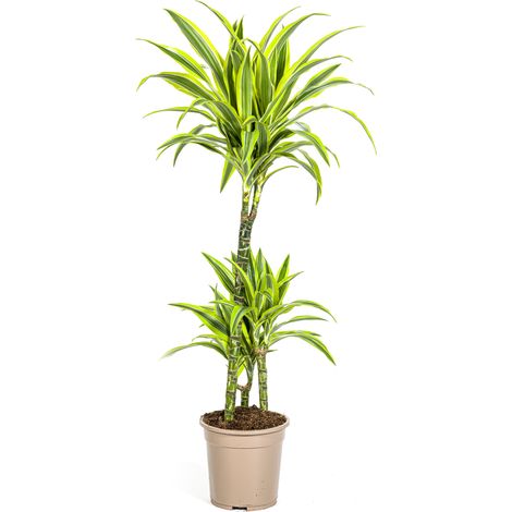 Dracaena Deremensis Lemon Lime Plante d'Intérieur Feuillage Vert Citron Ø21cm 90-110cm - PANGIVO