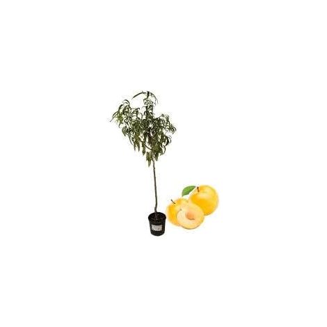 1 plant /tree (approx 1m) - Prunus ( goccia d oro plum)