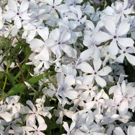 Phlox divariqué 'May Breeze' Godet de 8/9 cm (1/2)