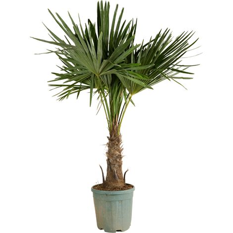 Bloomique - Trachycarpus Fortunei - Palmier éventail chinois - Palmier rustique - Plante de jardin - Hauteur 140-170 cm - Pot 30 cm