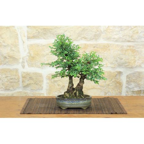 Bonsai di Zelkova Parvifolia (12). (1/5)