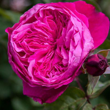 Plant Rose Academy photos réelles (1/3)