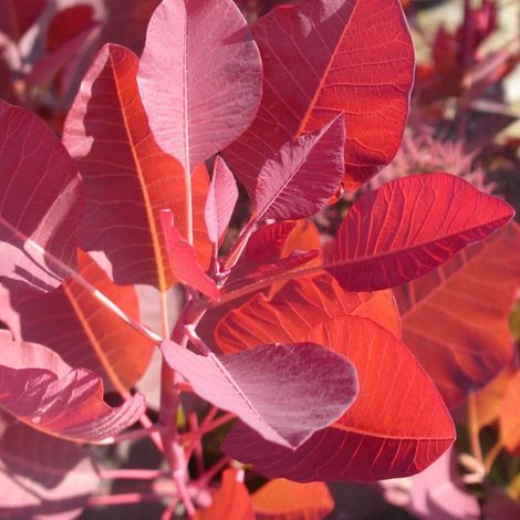 Arbre à perruque Grace, Cotinus/Pot de 7,5L - 80/100 cm (1/2)