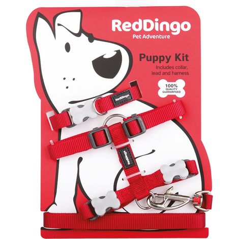 Pack Chiot Red Dingo rouge