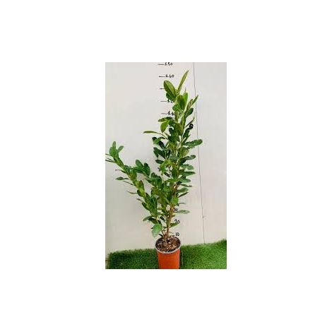 Lauro Lauroceraso (Prunus Laurocerasus) vaso 18cm H 120CM