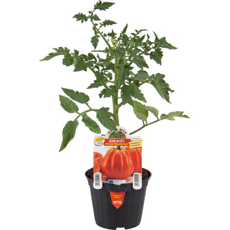 ORTO MIO Pomodoro Pera D'Abruzzo Deko