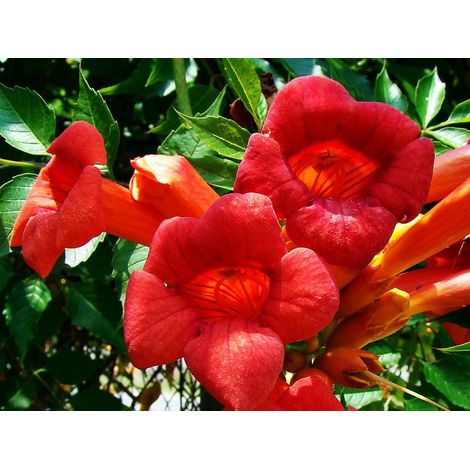 BIGNONIA CAMPSIS RADICANS VASE FLAMENCO 16CM (1/2)