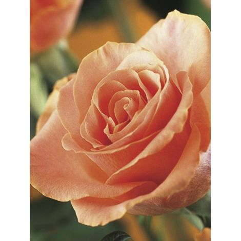 Rosier 'Orange Climber' Pot de 4L/5L
