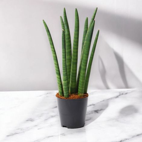 Gardenaria Sansevieria cylindrica 'Spaghetti' - Pianta da interno ornamentale - Altezza: 40 cm (vaso 12) (1/5)