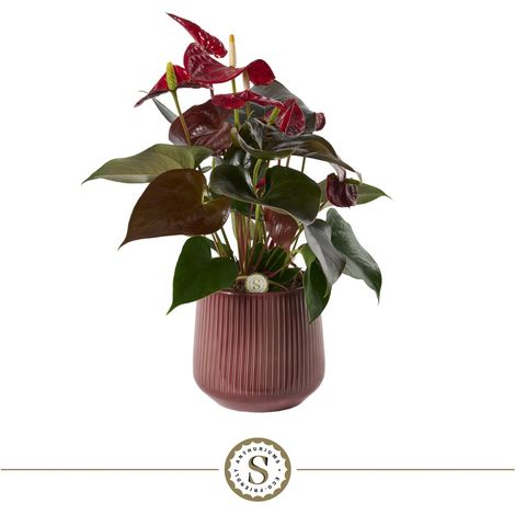 Anthurium Coral avec Pot en Céramique Strié Brillant Burgundy Ø 16 cm H 40 cm - PANGIVO