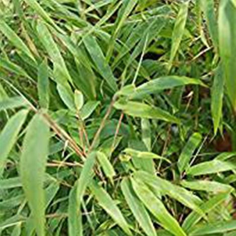 Bambou parapluie  - Fargesia murieliae 'Rufa'  - 60- 80 cm pot (1/4)