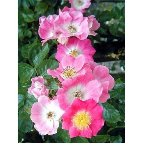 Rosier liane 'American Pillar' 600 cm – Fleurs rose carminé – Pot de 4L/5L – Très résistant jusqu'à -23°C