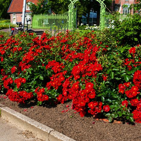 Gardenaria Rosa 'Alpenglühen' - Rosa da giardino - Altezza: 25/30 cm (vaso15) (1/2)