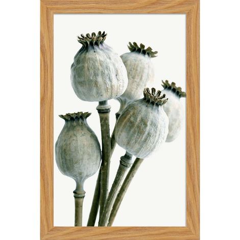 Decoposter Poppy con cornice