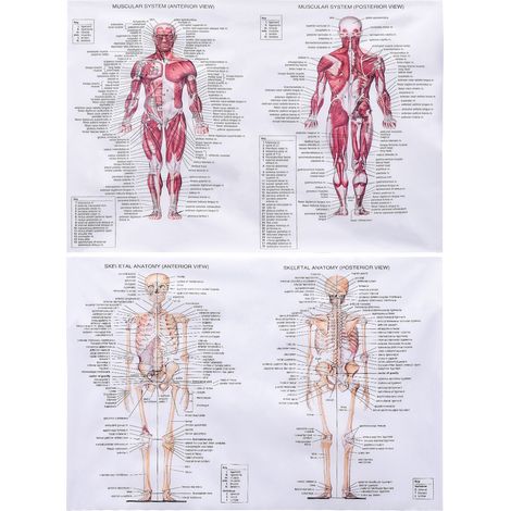 Póster de anatomía [óleo sobre lienzo] 45,7 x 68,6 cm, multicolor, sistema del cuerpo humano (1/5)