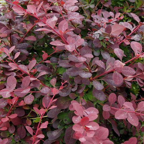 Épine-vinette  - Berberis ottawensis 'Auricoma'  - 40-50 cm pot
