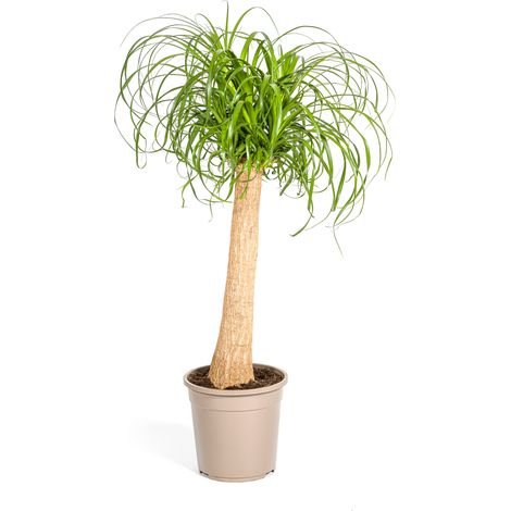 Beaucarnea Recurvata Pied d'Éléphant Plante d'Intérieur Tronc Ø24 cm Hauteur 80-100 cm - PANGIVO (1/5)
