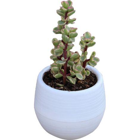 Mini vaso da fiori in plastica bianca – piantine da fiore – giardino, cortile, balcone – contenitore