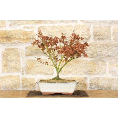 Bonsai di Acero Palmato Little Princess (2) (1/4)