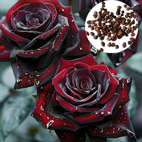 400 Graines de Roses Parfumées Noir et Rouge - pour Plantation en Pot sur Balcon ou Jardin - Fleurs Exotiques et Captivantes - Fraîches (1/5)