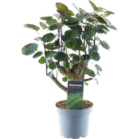 Polyscias Fabian - Plante Verte d'Intérieur Décorative - Hauteur 45 cm - Pot Ø 12 cm - PANGIVO