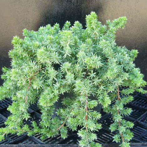 Genévrier des plages Blue Pacific, Juniperus/Pot de 3L - 20/40 cm (1/3)