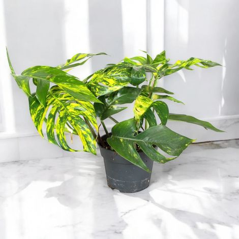 Gardenaria Epipremnum pinnatum 'Cintho goldfinger' - Pianta da interno ornamentale - Altezza: 30 cm (vaso 17) (1/5)