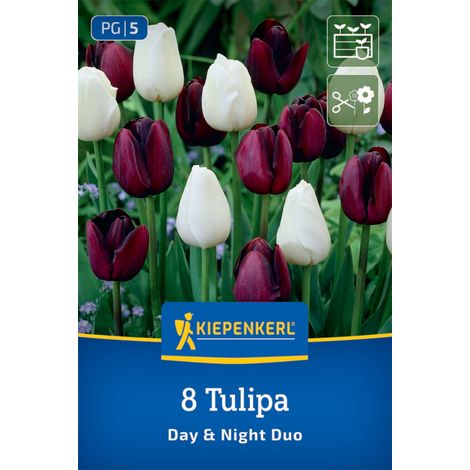 Kiepenkerl Herbstblumenzwiebel Tulpen Mischung Day and Night Duo 8 Stück (1/2)